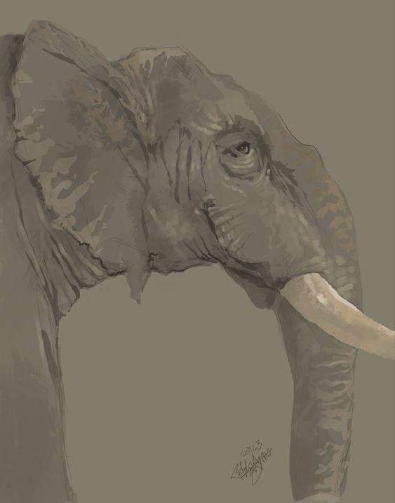 Elephant Study