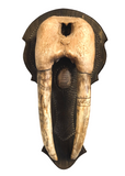 Walrus Skull Mount