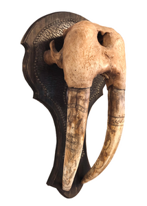 Walrus Skull Mount